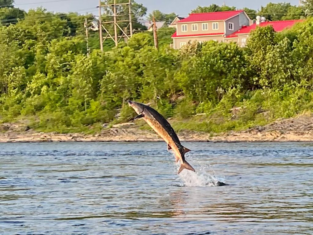 fish jumping out of the water