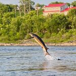 fish jumping out of the water