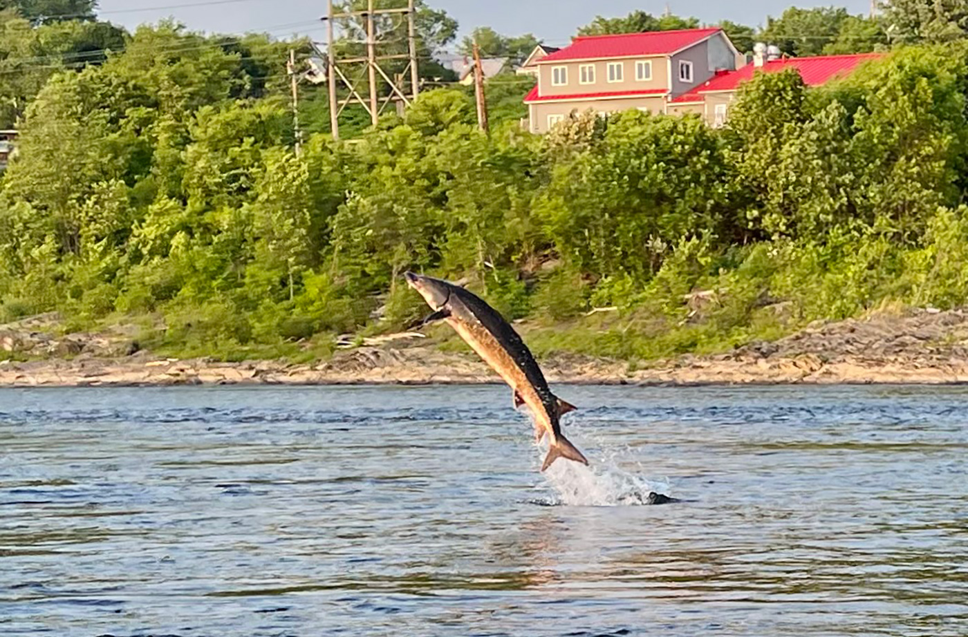 fish jumping out of the water