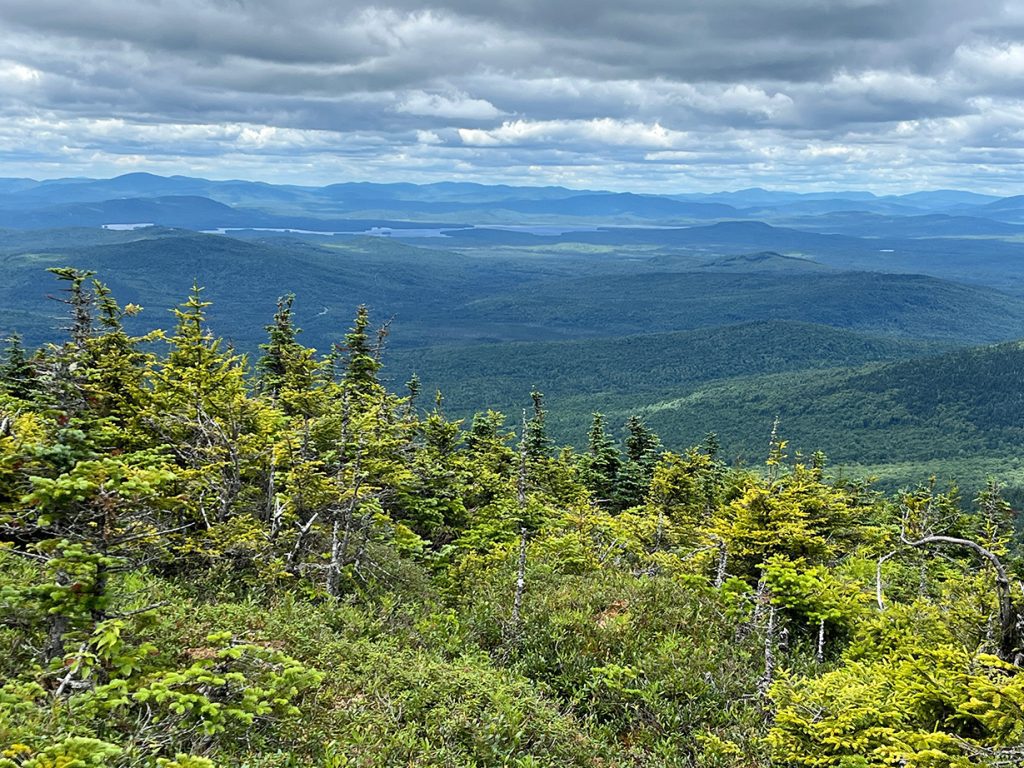Baldpate-Linda-Woods-2025