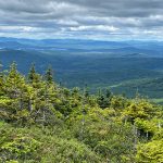 Baldpate-Linda-Woods-2025