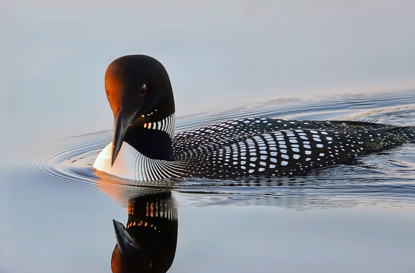 Loon facing camera with beak down, floating in water