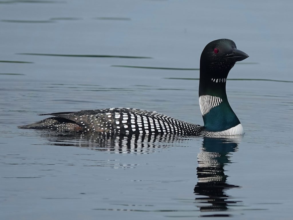 Loon in water