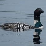 Loon in water