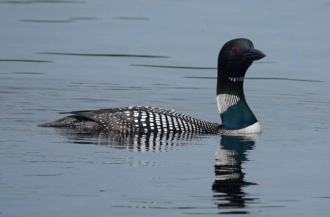 Loon in water