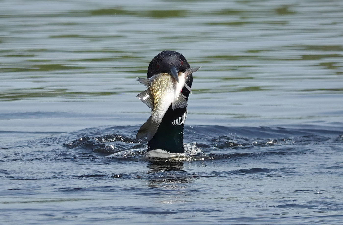 Loon eating white perch