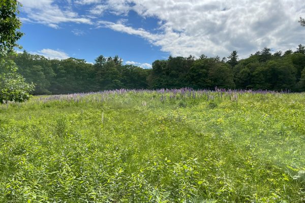 Field of flowers with trees along back edge