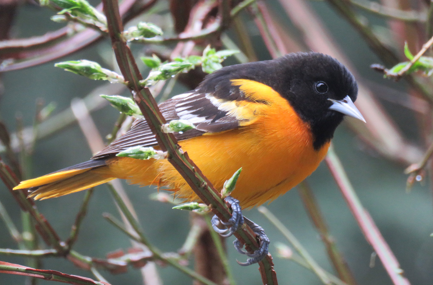 Orange and black bird perched in tree branch