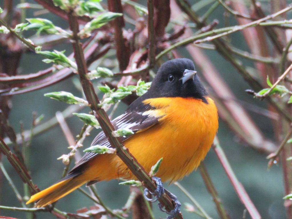 Orange and black bird perched in tree branch