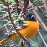 Orange and black bird perched in tree branch