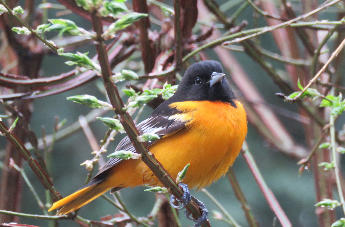 Orange and black bird perched in tree branch