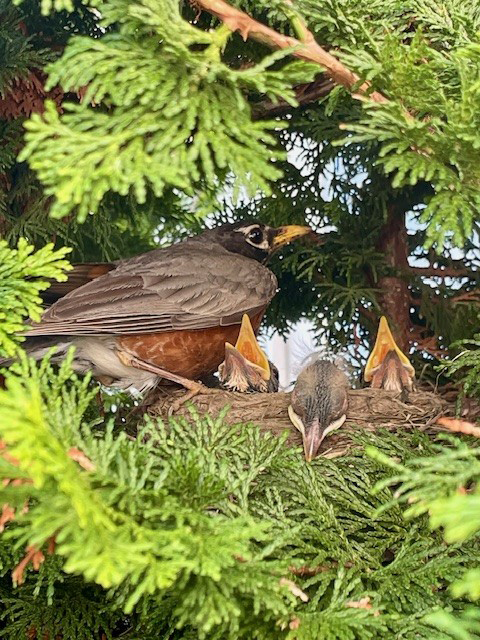 Robin in nest in tree with three babies