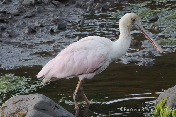 Pink bird wading in water