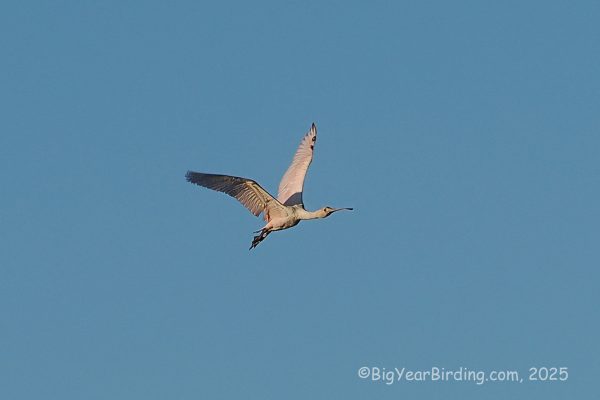 Roseate Spoonbill in flight