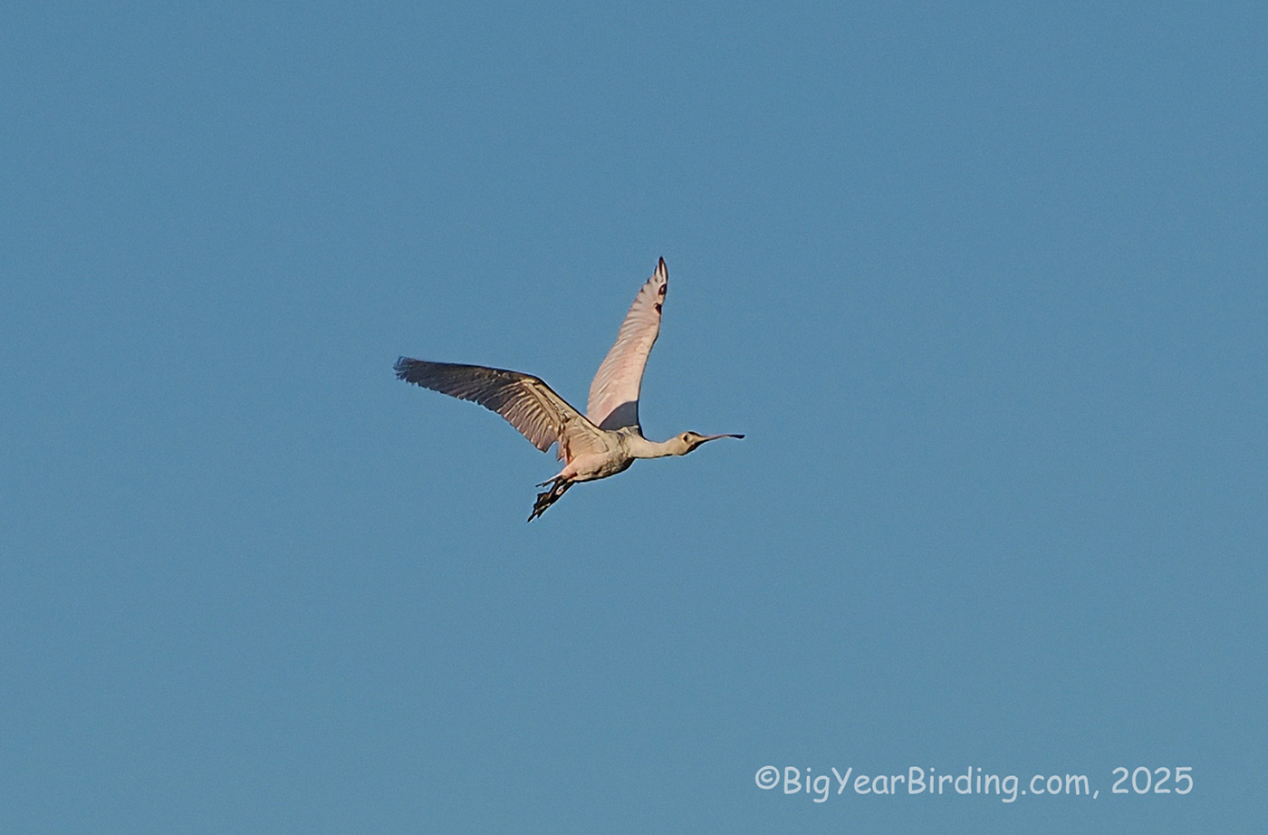 Roseate Spoonbill in flight