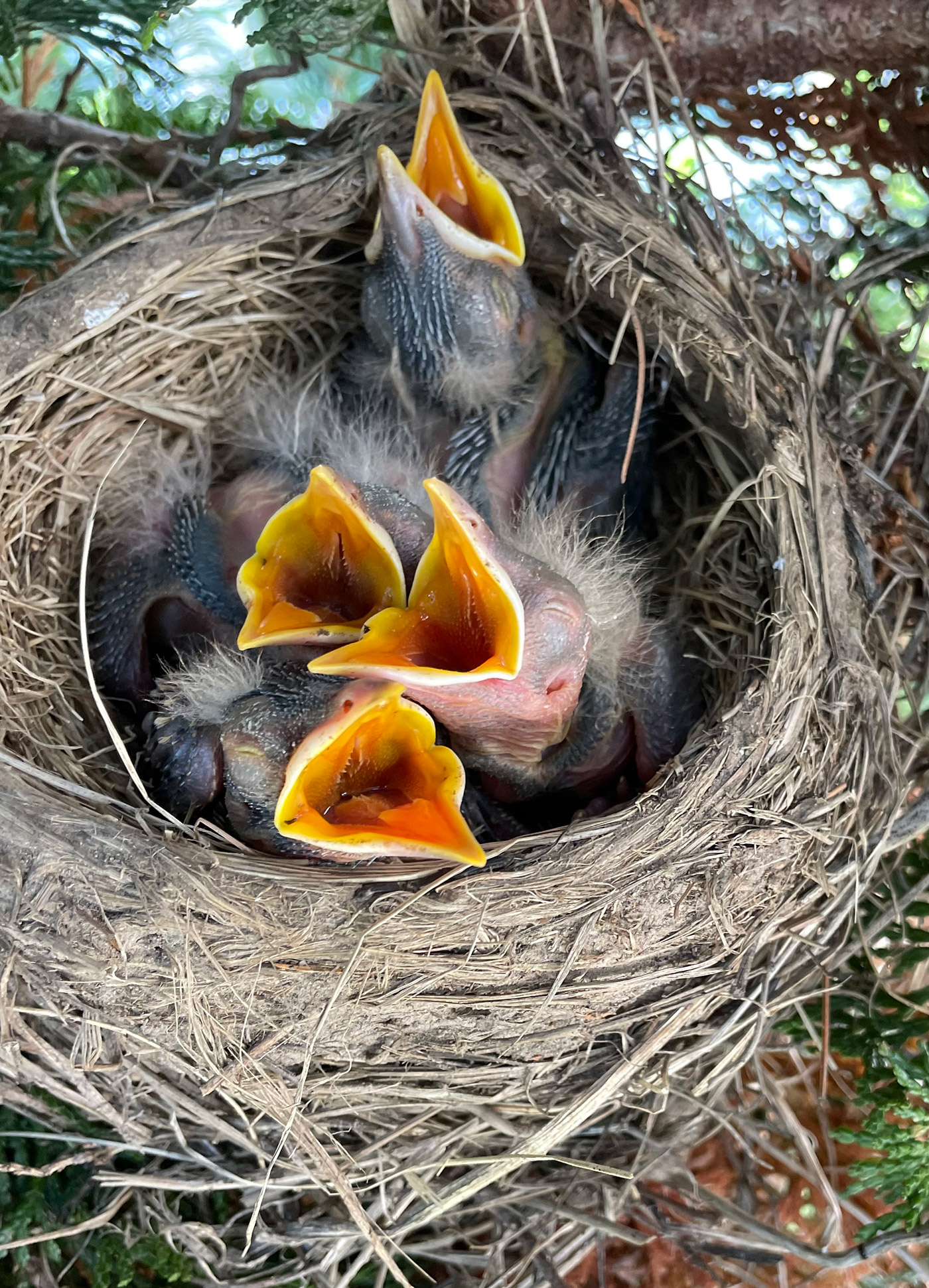 three baby robins with yellow beaks wide open, sitting in nest