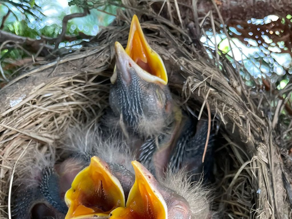 three baby robins with yellow beaks wide open, sitting in nest