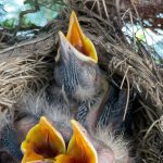 three baby robins with yellow beaks wide open, sitting in nest