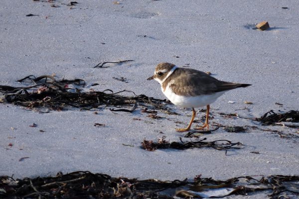 small bird standing on seaweed and sand beach