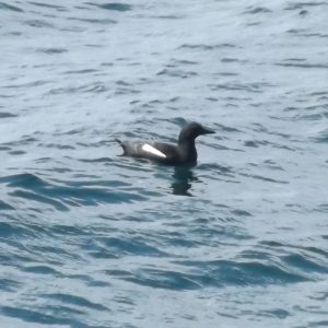 black and white bird floating on water
