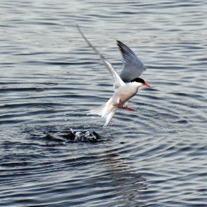 bird taking off from water, leaving ripple behind it in water