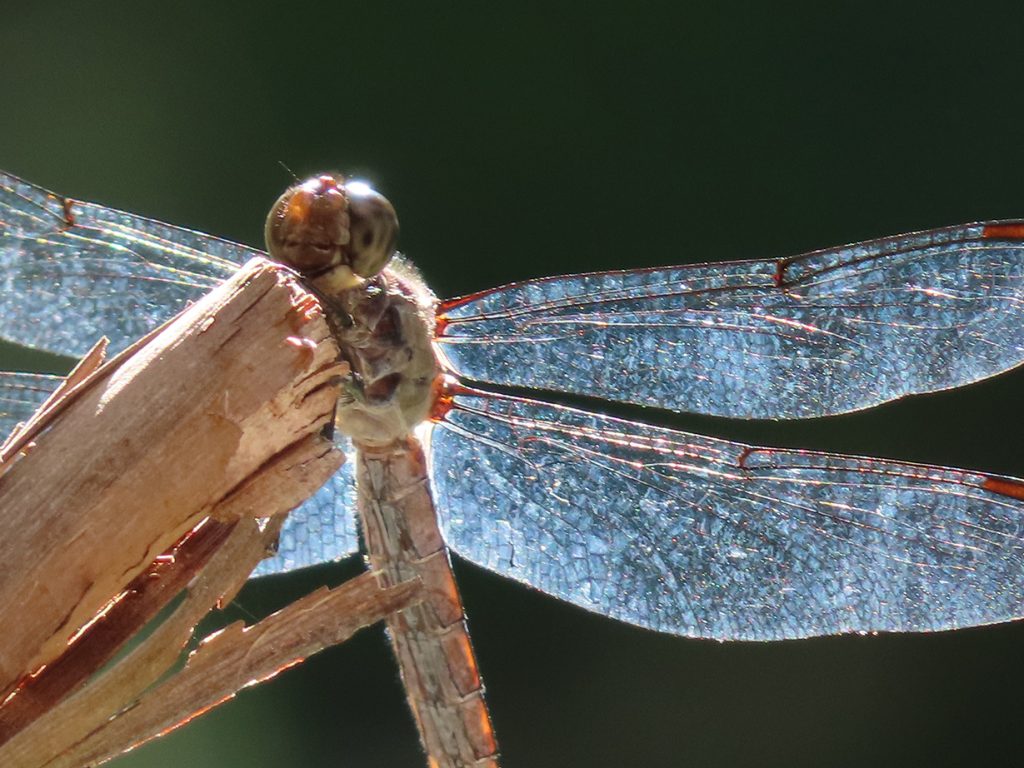 close up of dragonfly
