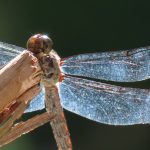 close up of dragonfly
