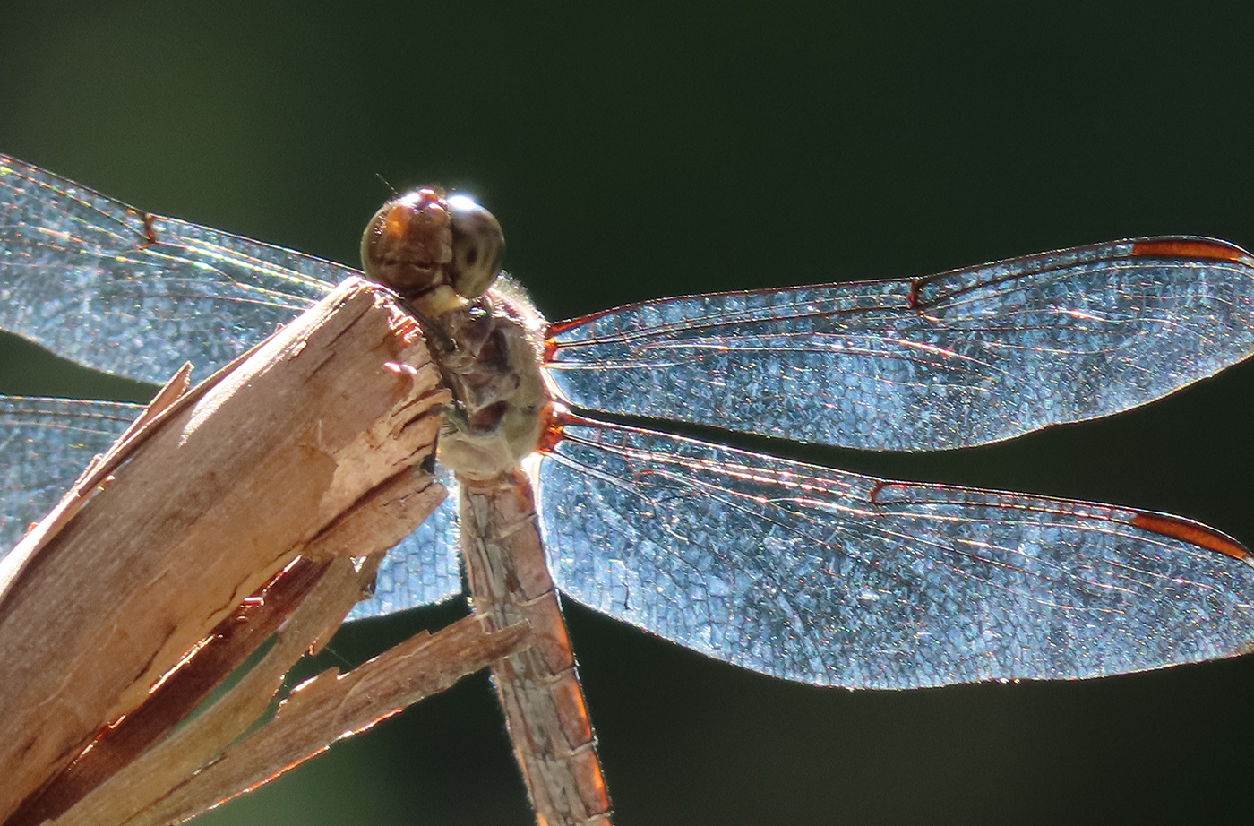 close up of dragonfly