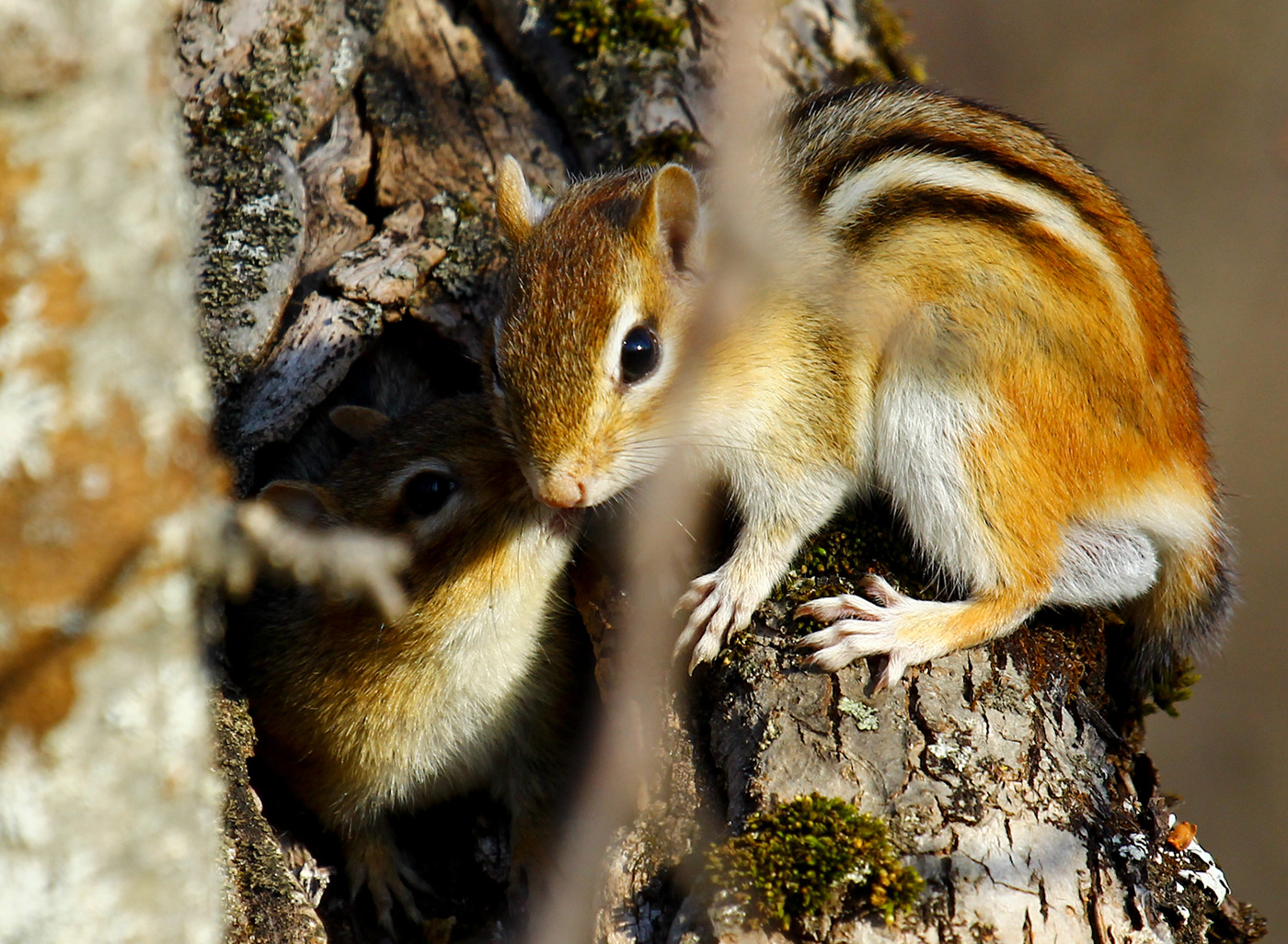 chipmunks in tree
