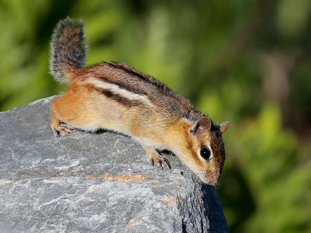 chipmunk on rock