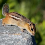 chipmunk on rock