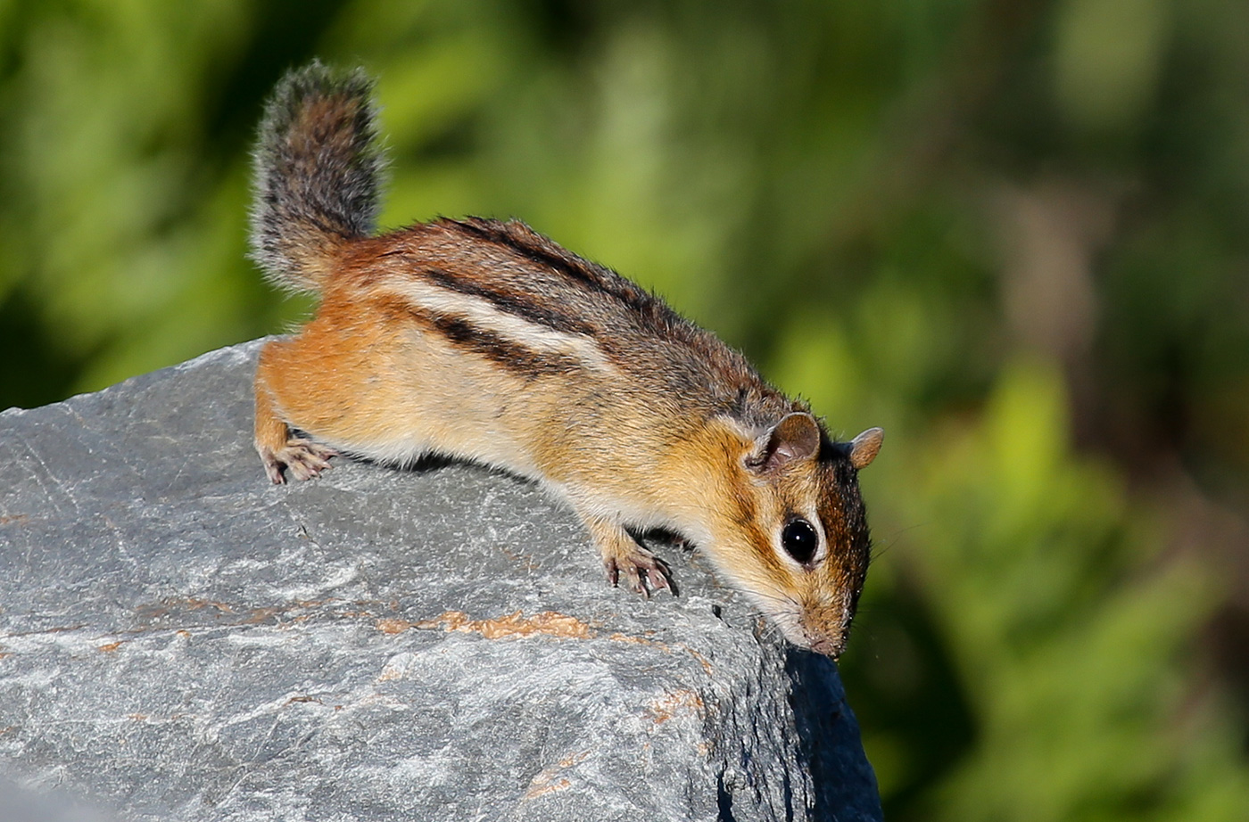 chipmunk on rock
