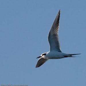 Bird flying in blue sky