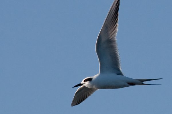 Bird flying in blue sky