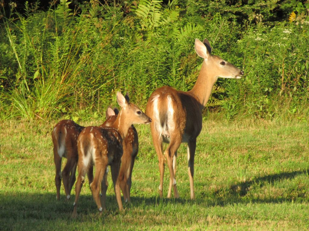 doe and three fawns facing away from camera