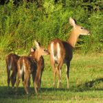 doe and three fawns facing away from camera