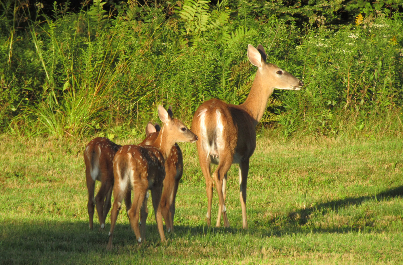 doe and three fawns facing away from camera