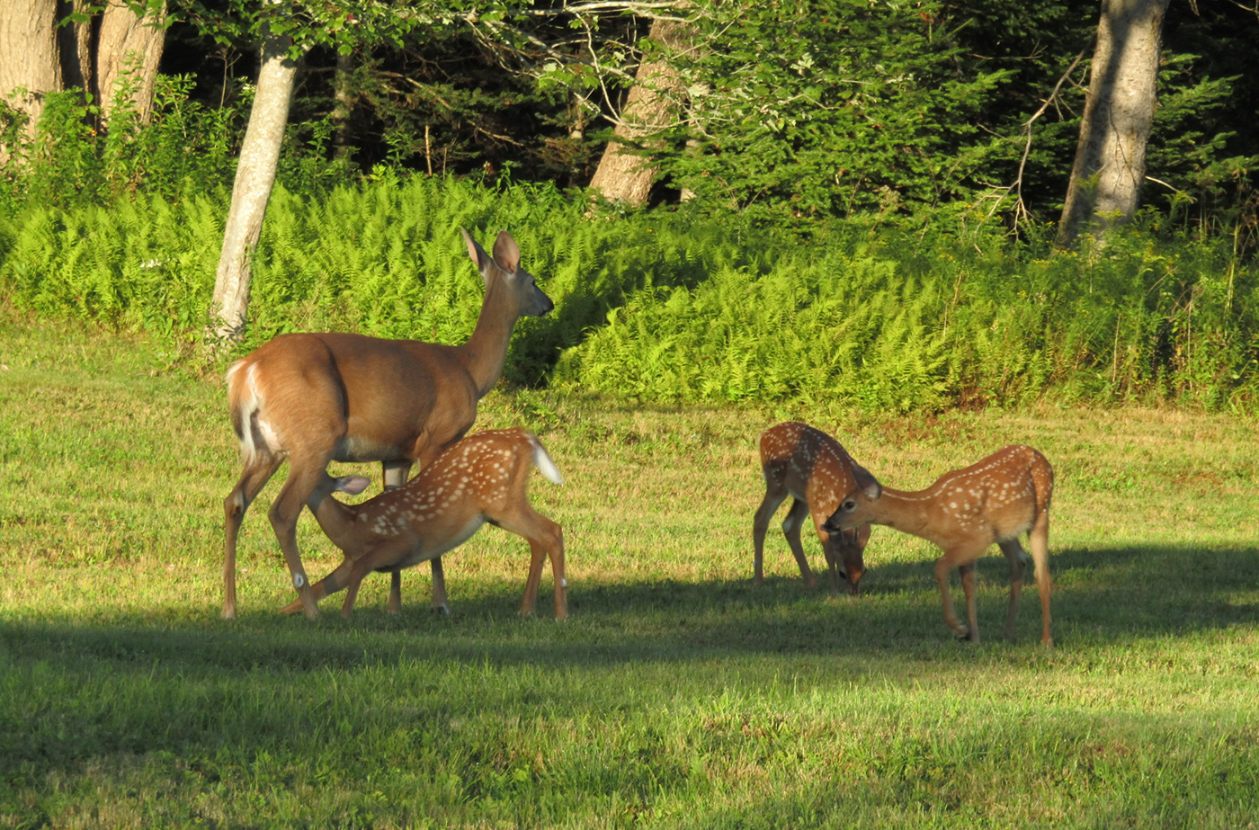 Fawn nursing from doe with two other fawns playing in the grass
