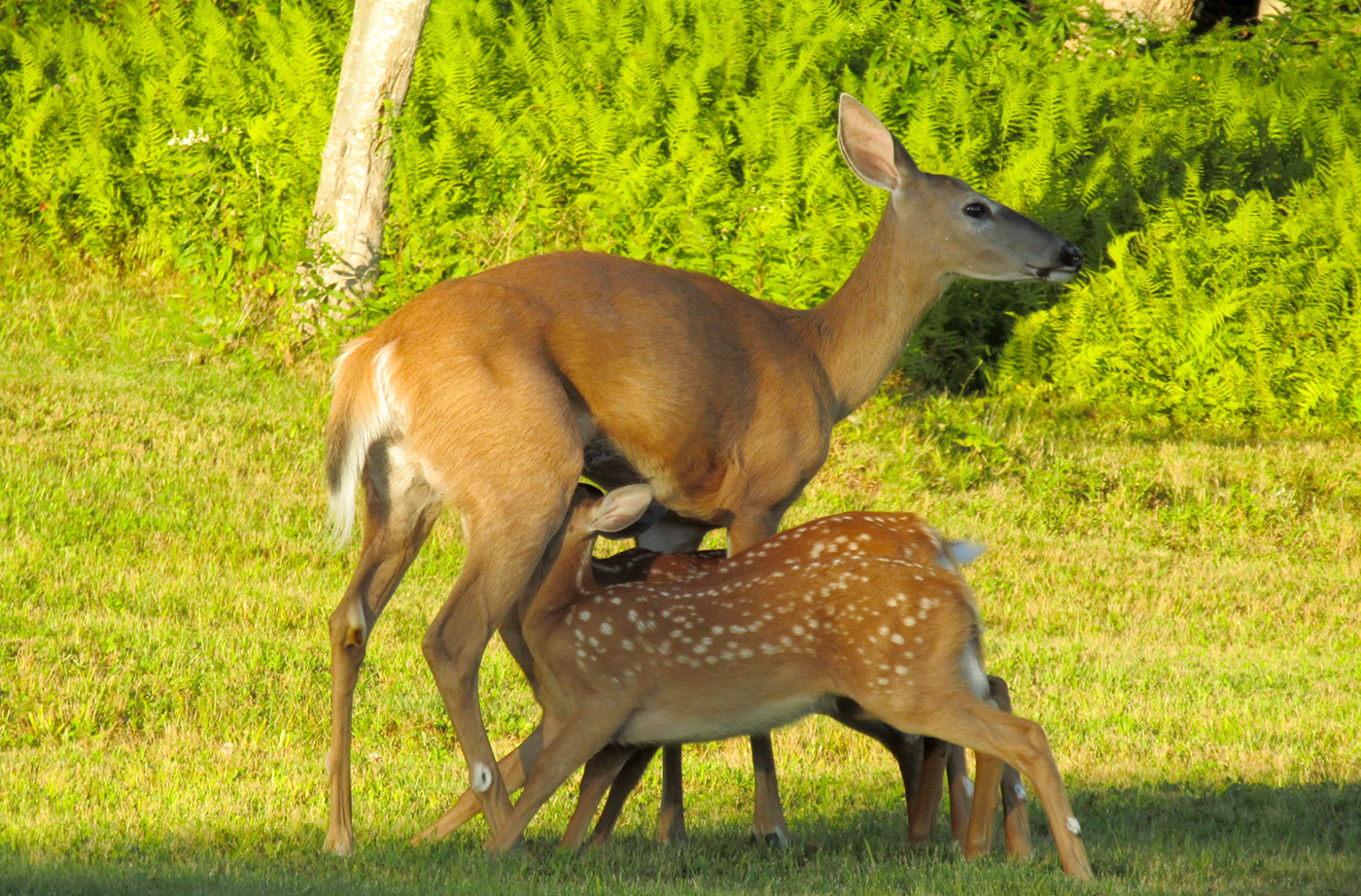 Doe nursing one of her fawns