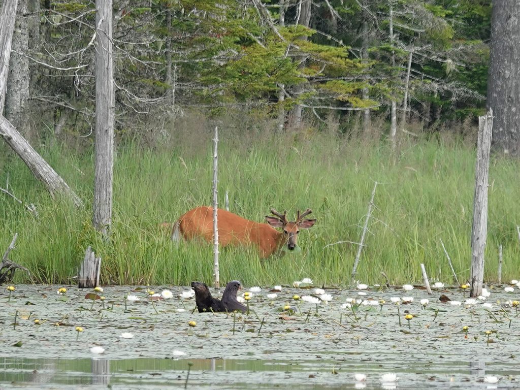 a doe standing in a marsh looking at the camera. two small river otters are in the water in the foreground