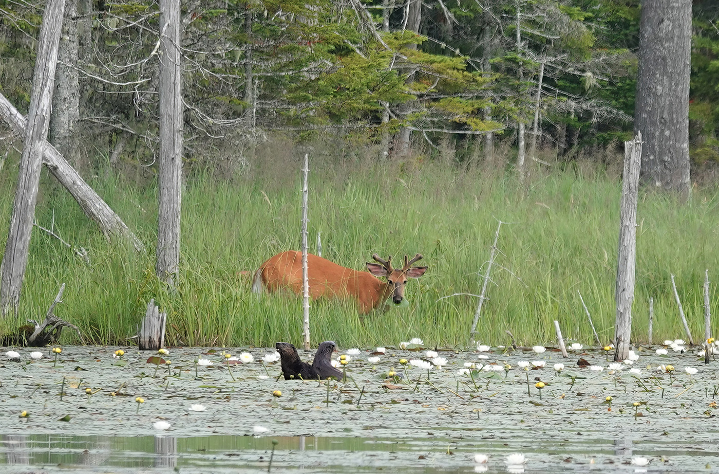 a doe standing in a marsh looking at the camera. two small river otters are in the water in the foreground