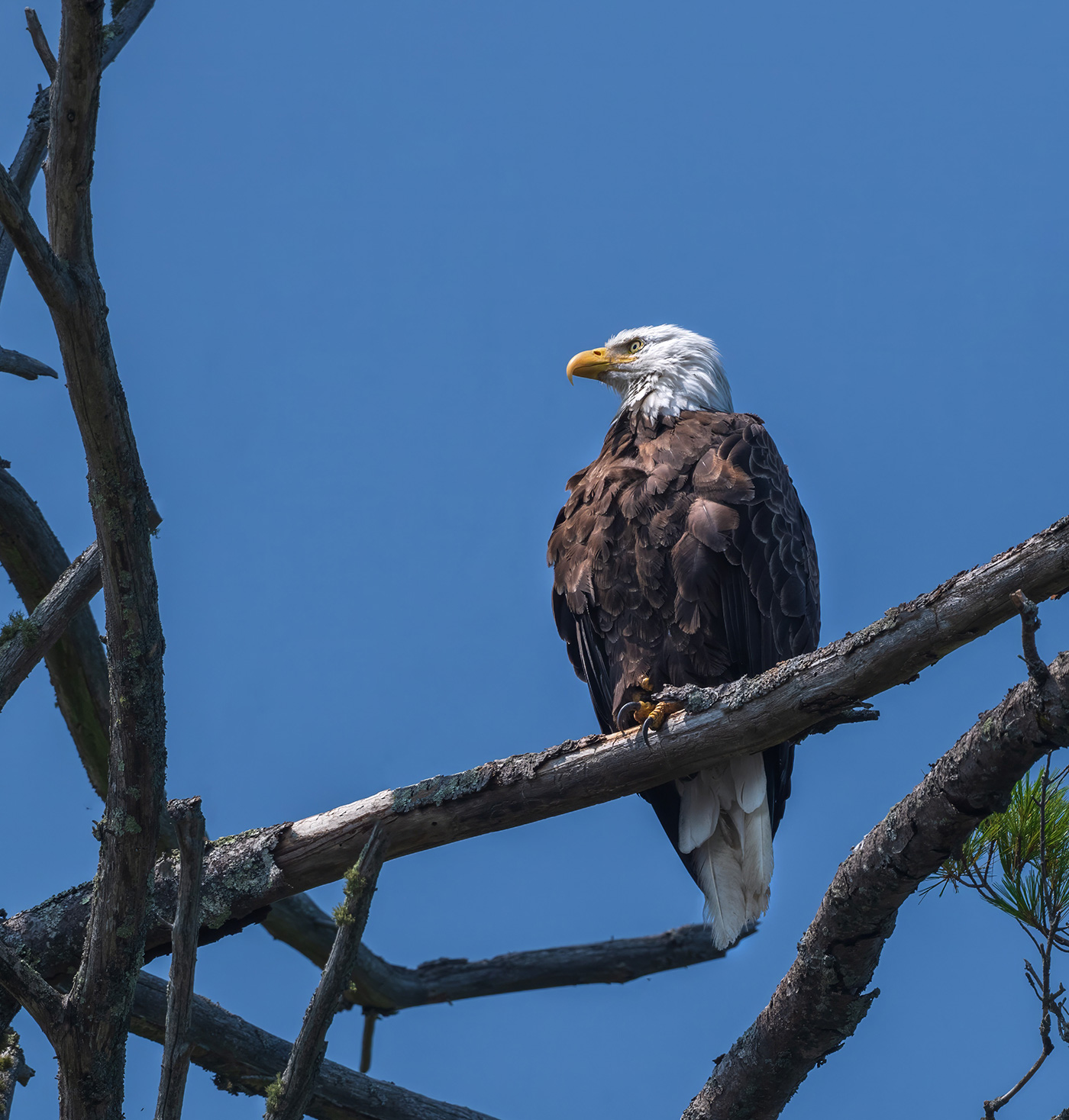 Bald Eagle sitting on tree branch with clear blue sky behind it