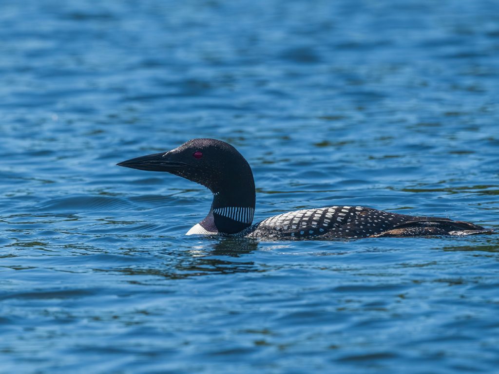 black and white loon swimming in blue lake water