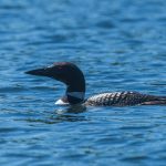 black and white loon swimming in blue lake water