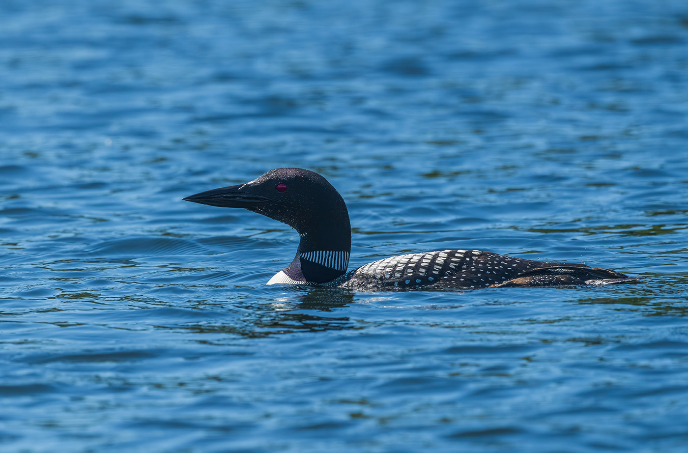 black and white loon swimming in blue lake water