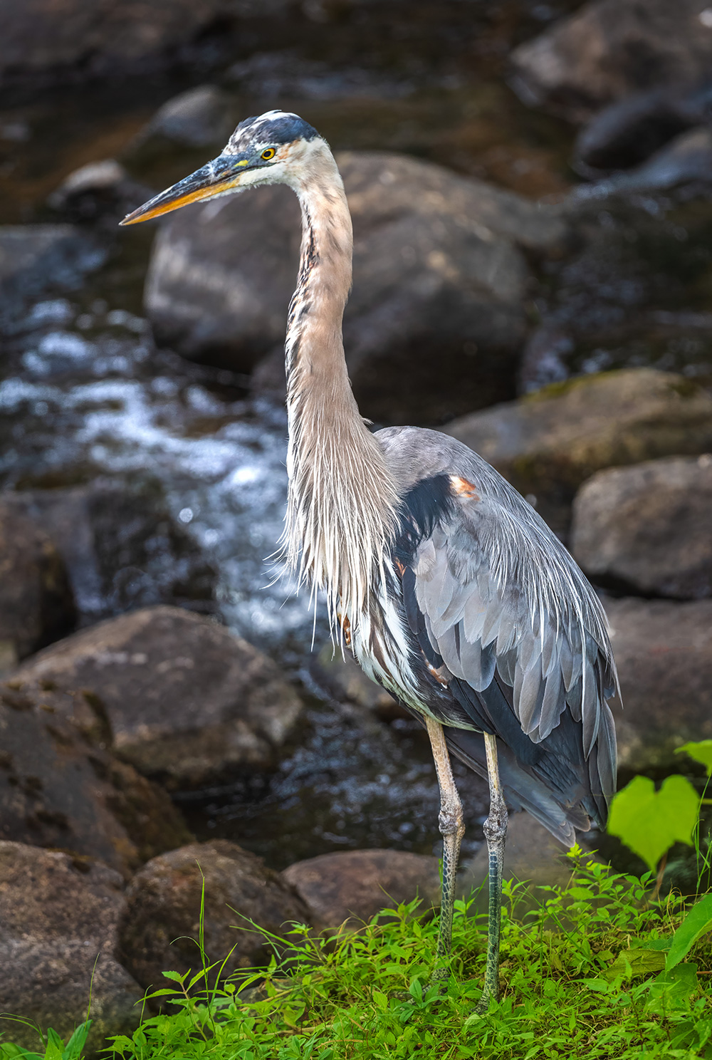 Great Blue Heron standing on rock