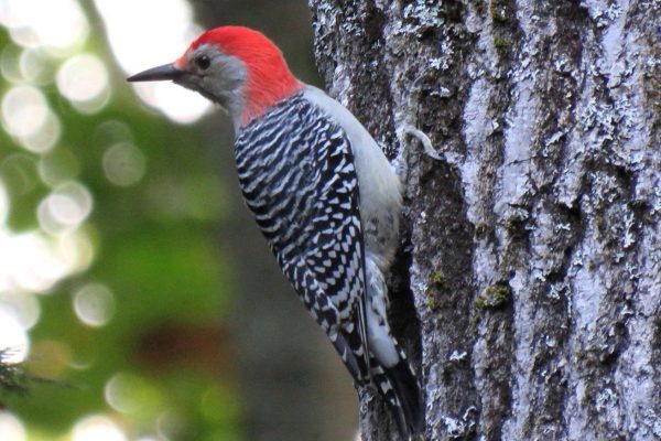 woodpecker on side of tree