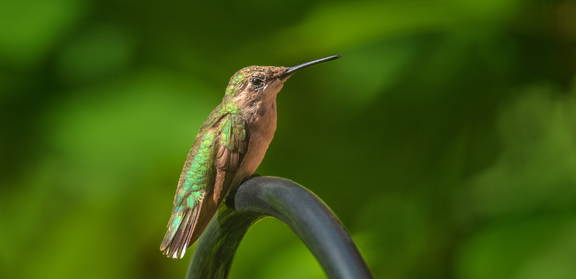small greenish bird sitting on metal shepherd's hook birdfeeder holder