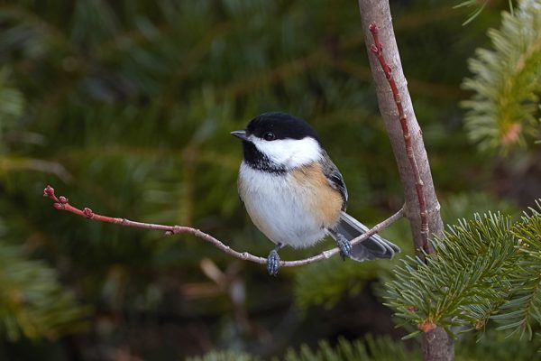 chickadee sitting on branch with evergreens behind it