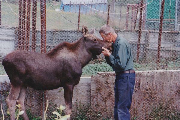 man standing in front of moose in fenced in enclosure, kissing its nose